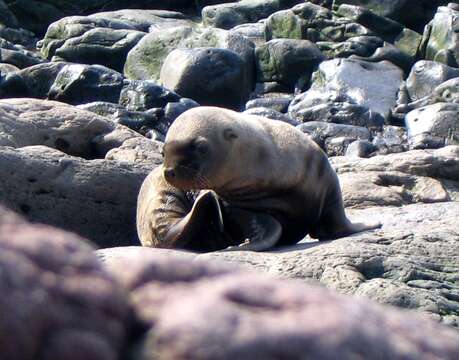 Image of northerns sea lions