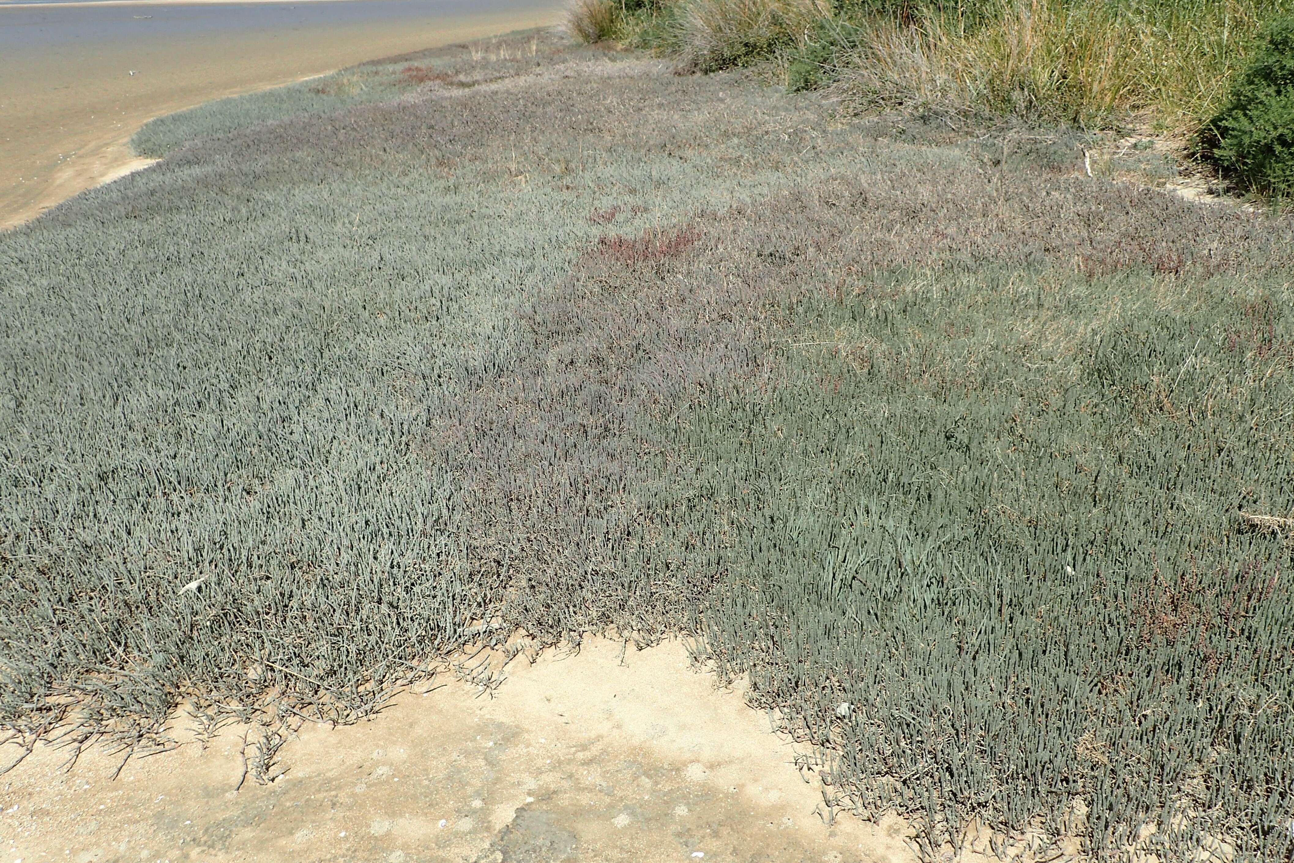 Image of Salicornia quinqueflora subsp. quinqueflora