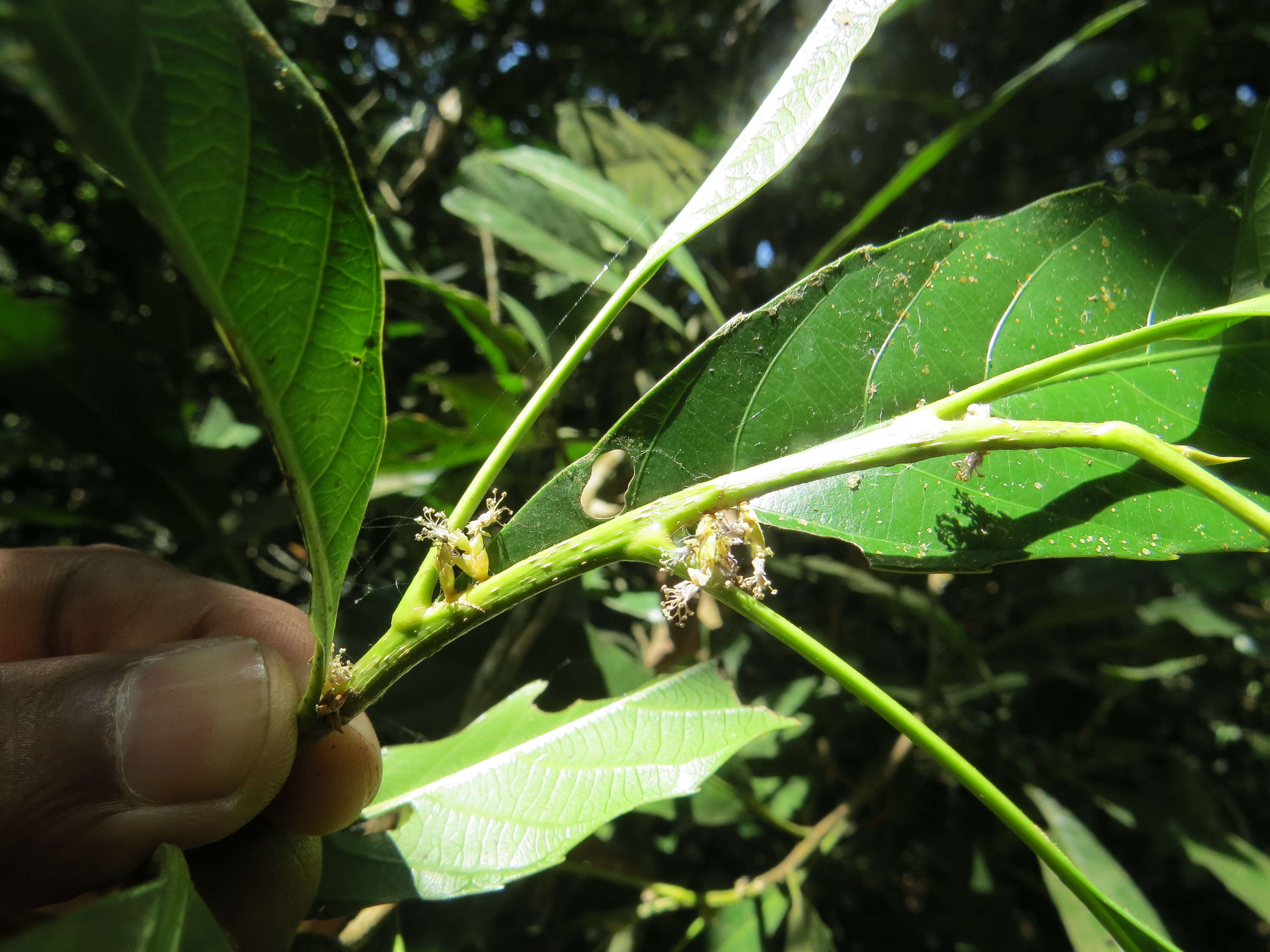 Image of Agrostistachys indica Dalzell