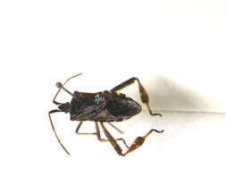 Image of Pine Seed Bug