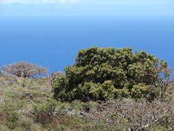 Image of Island nesoluma