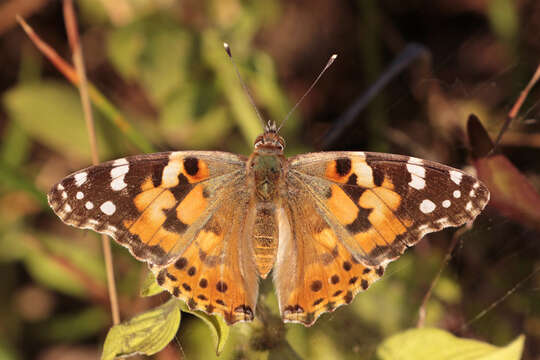 Image of Vanessa cardui