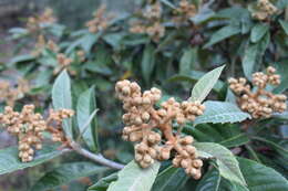 Image of loquat