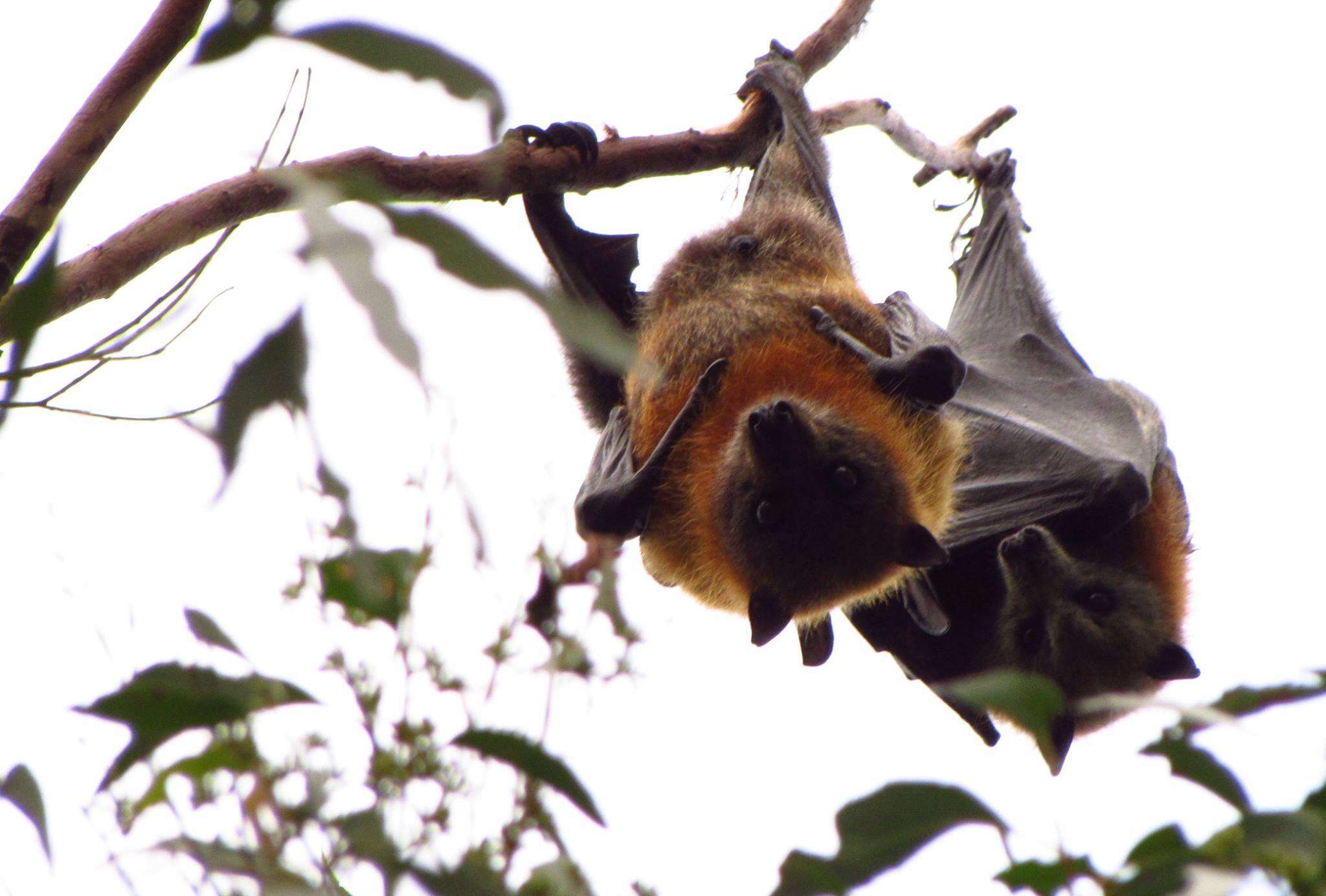 Image of Gray-headed Flying Fox