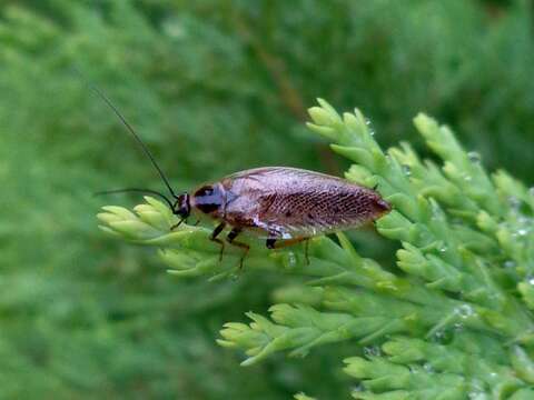 Image of dusky cockroach