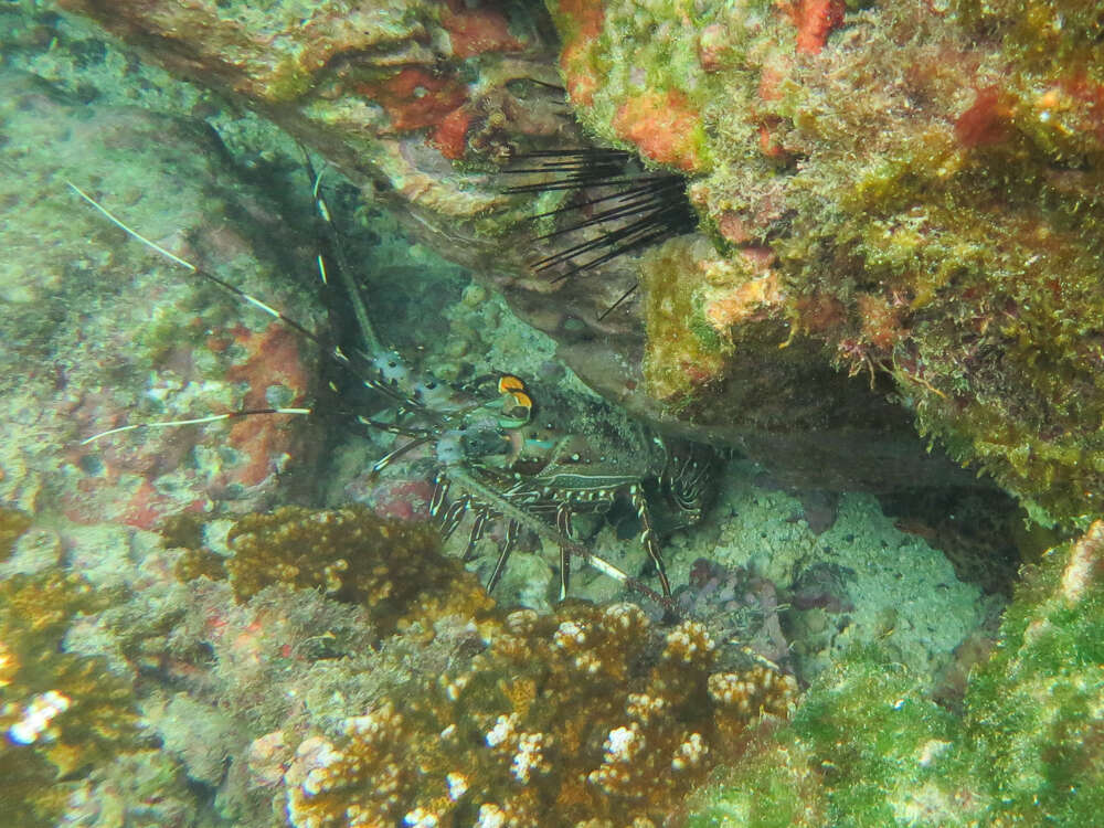 Image of Green Spiny Lobster