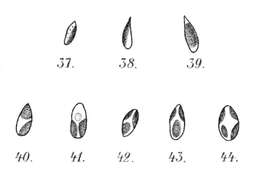 Image de Chlorella M. Beijerinck 1890