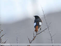 Image of Güldenstädt's Redstart