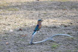 Imagem de Coracias benghalensis (Linnaeus 1758)