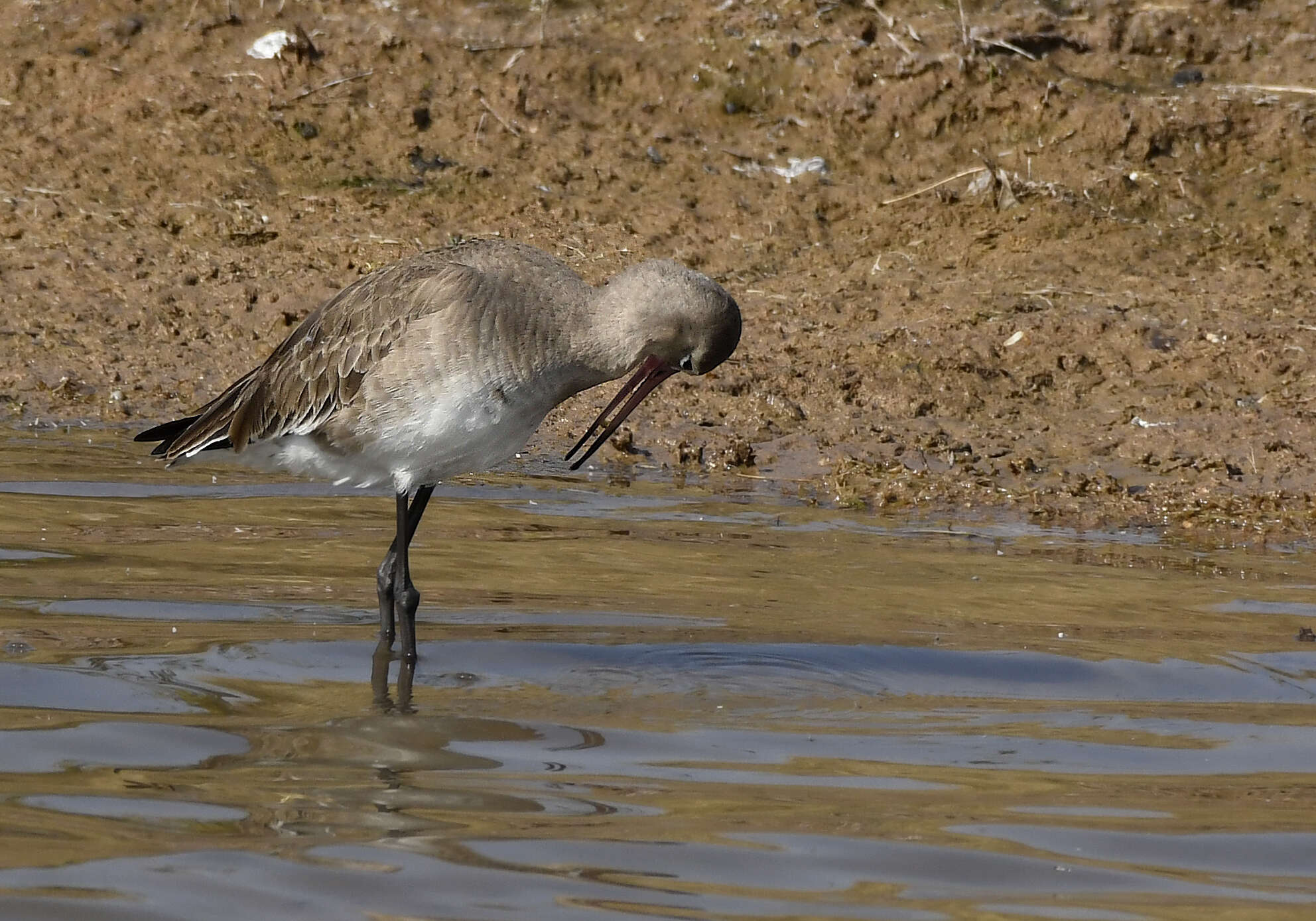 Image of Black-tailed Godwit