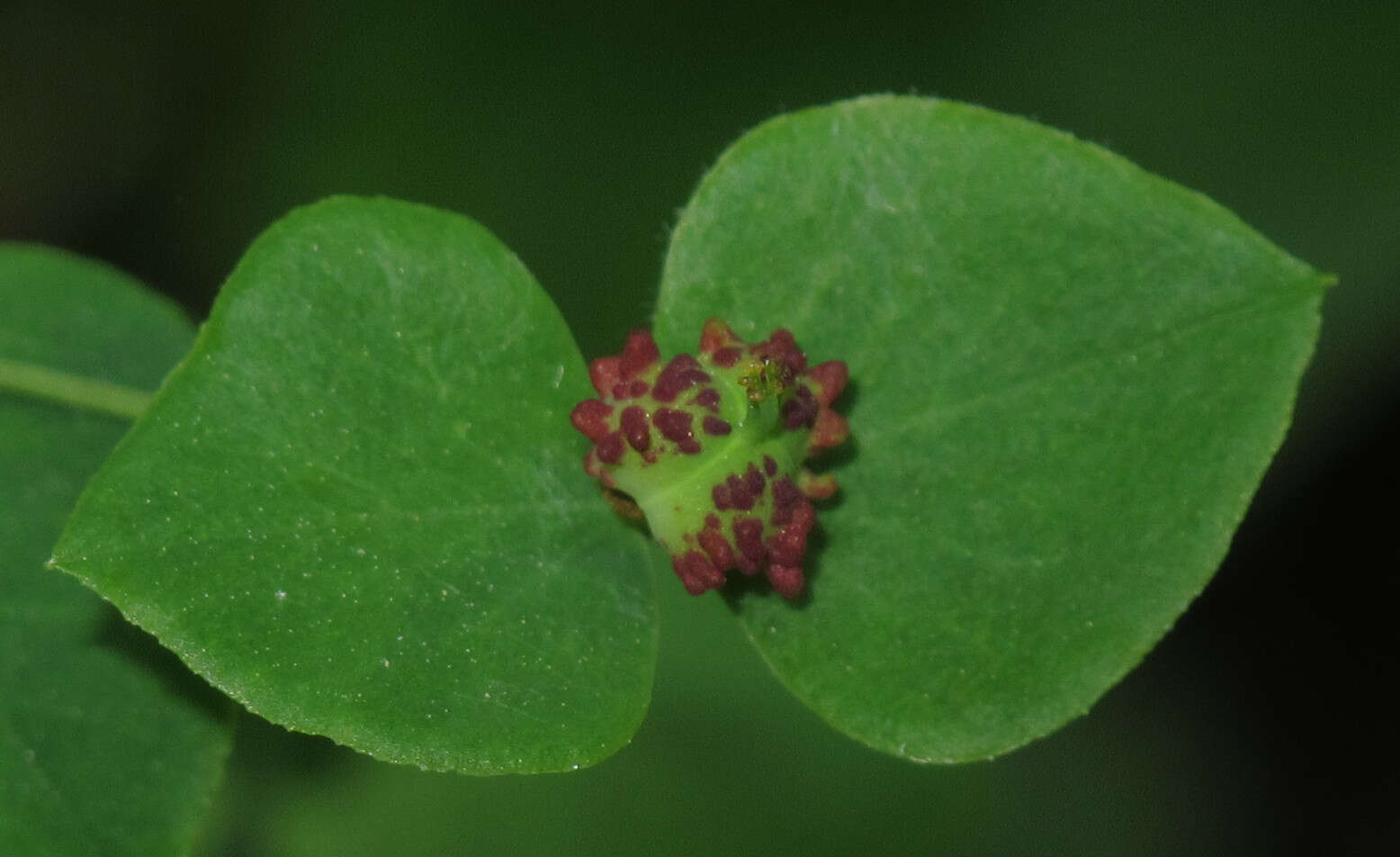 Image of sweet spurge