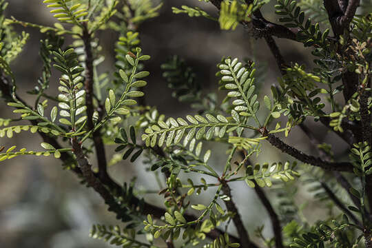 Image of elephant tree