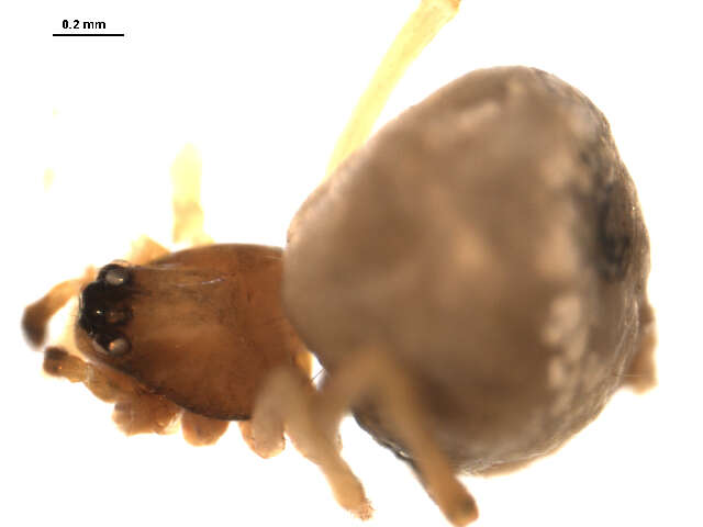 Image of Hentziectypus globosus (Hentz 1850)