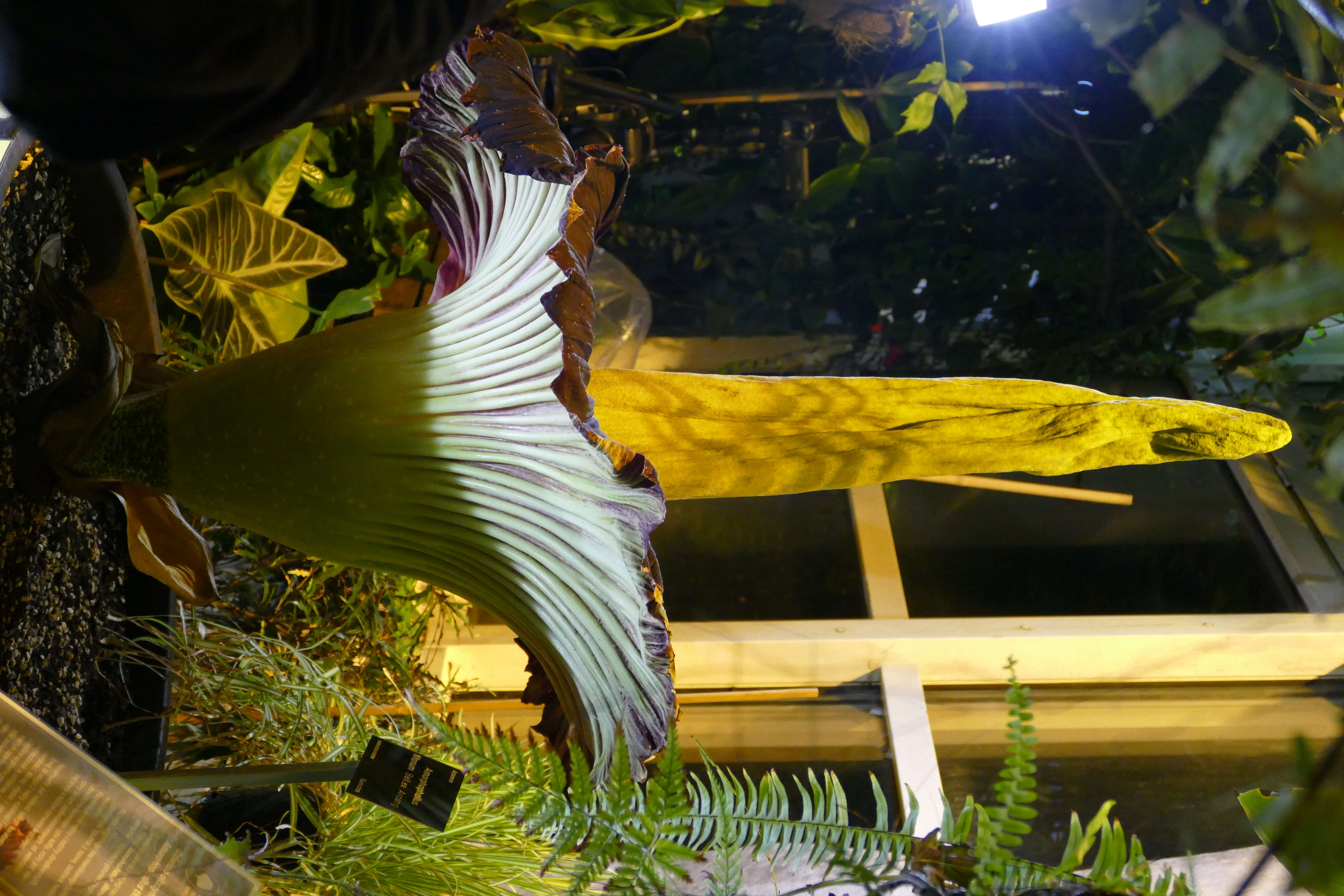 Image of Titan arum