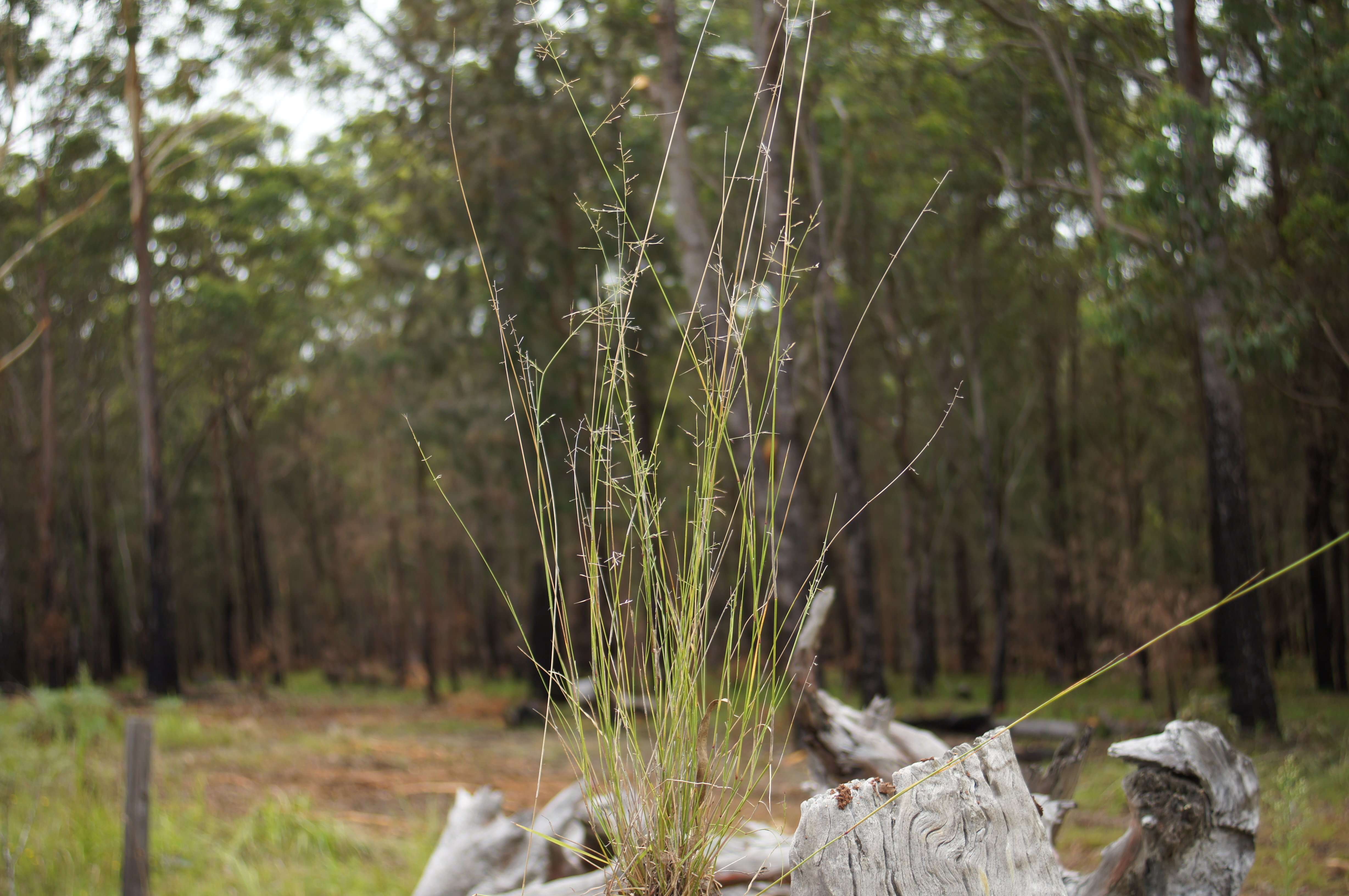 Imagem de Aristida vagans Cav.