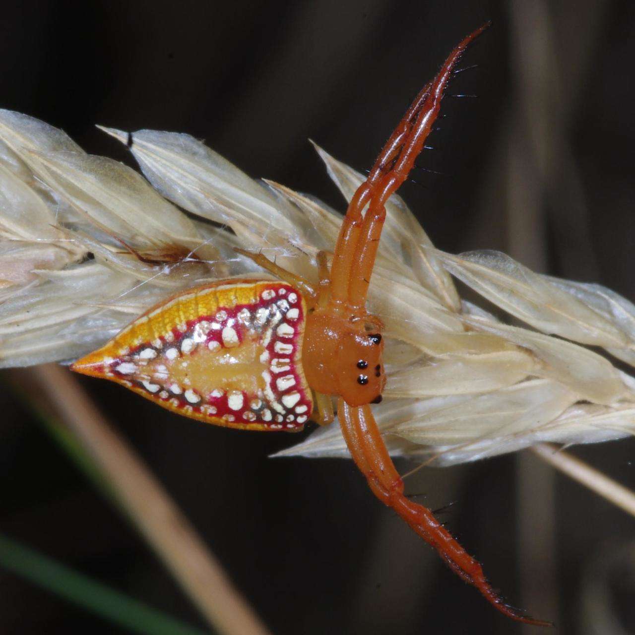 Image of Arkyidae