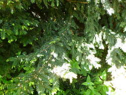 Image of English yew