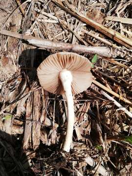 Agrocybe retigera (Speg.) Singer 1951 resmi