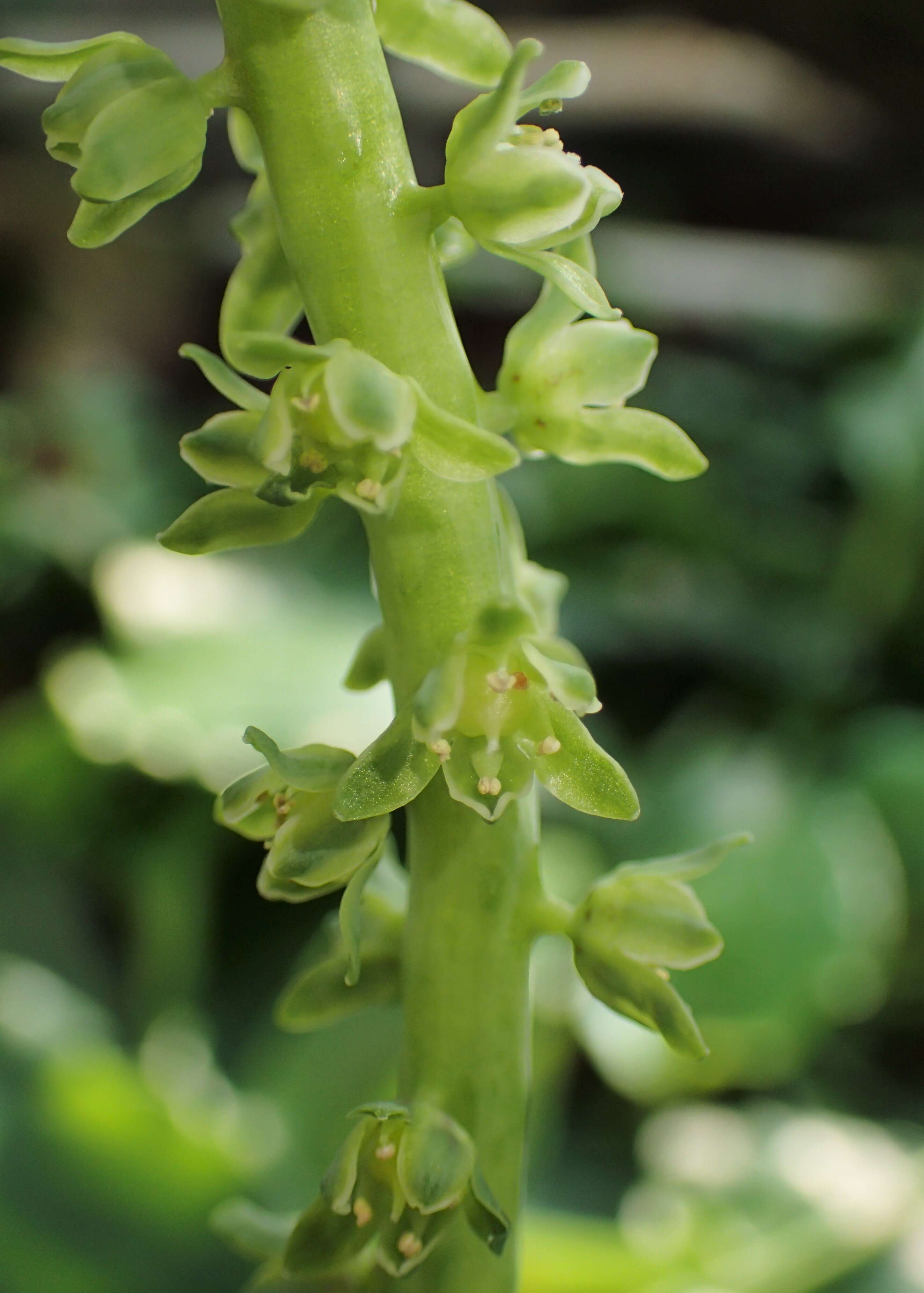 Image of Drimiopsis maculata Lindl. & Paxton