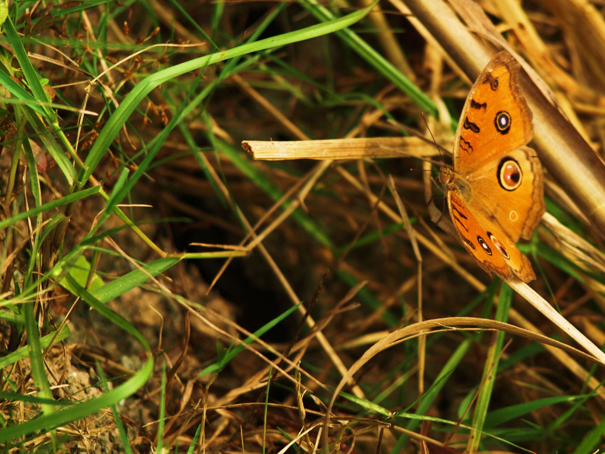 Plancia ëd Junonia almana Linnaeus 1758