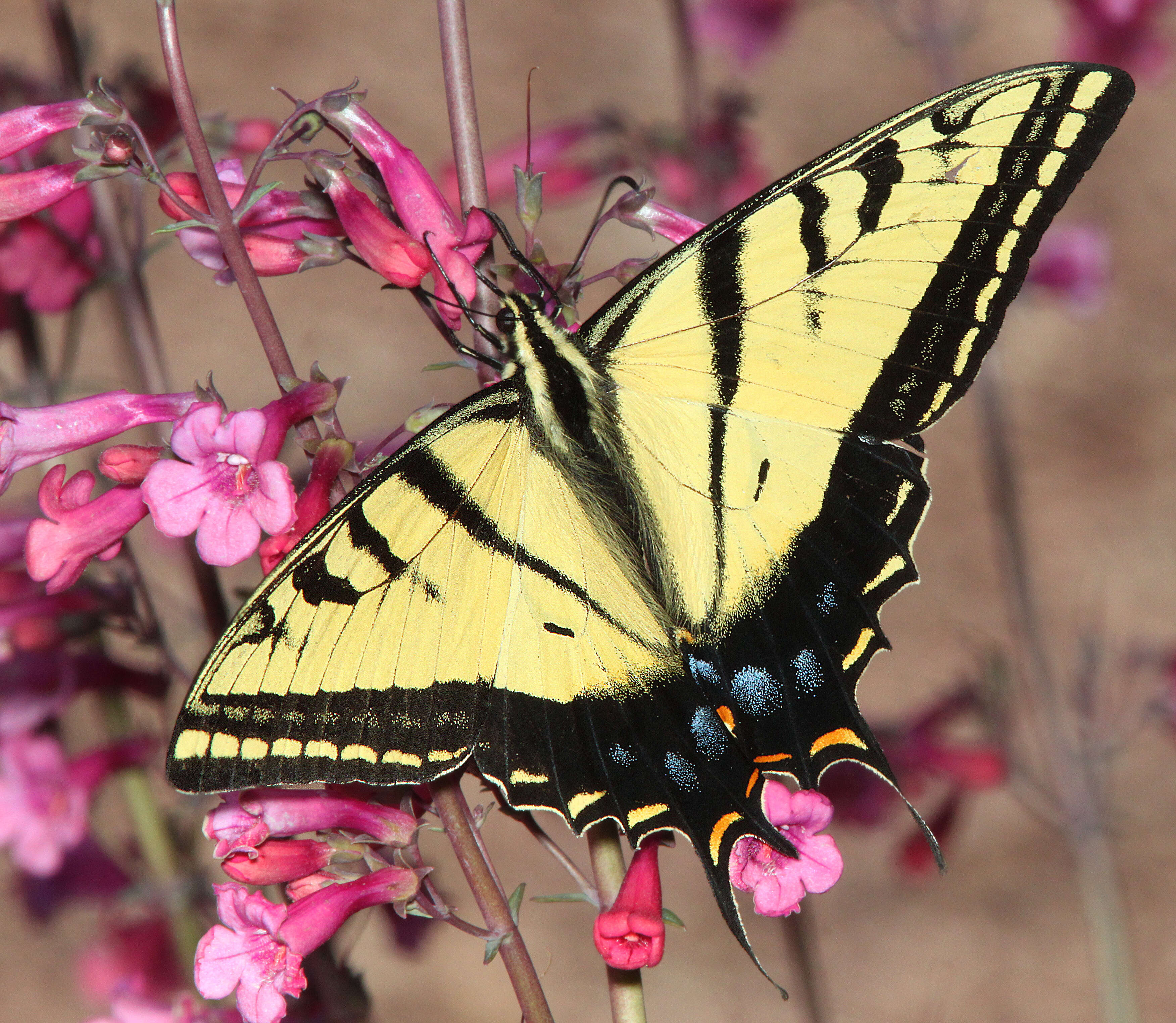 Sivun Papilio multicaudatus kuva