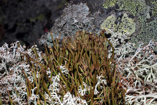 Image of cup lichen