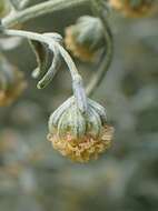 Image of Roman wormwood