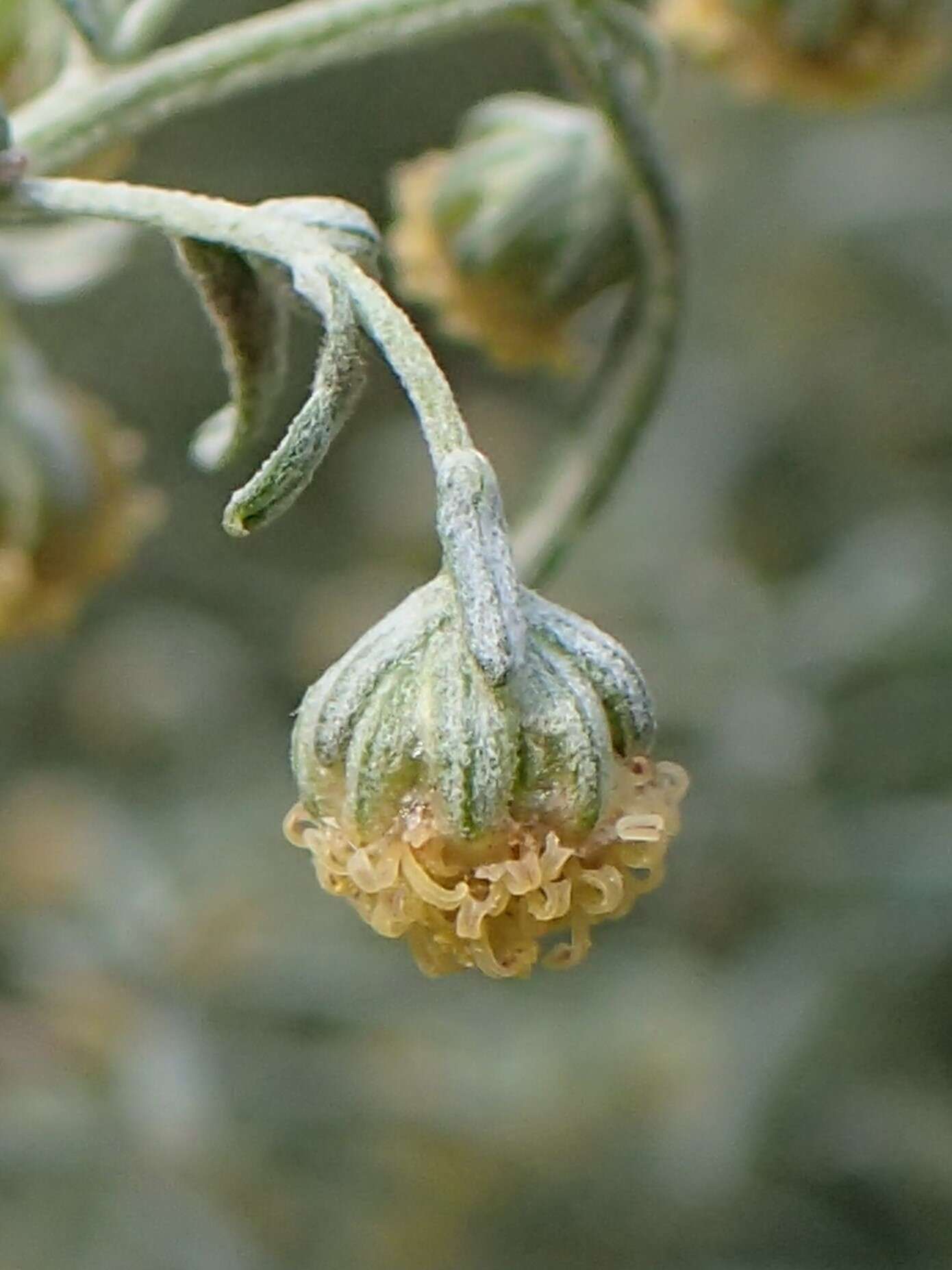 Image of Roman wormwood