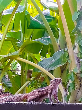 Image of Indian palm squirrel