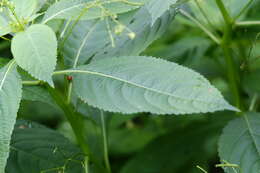 Image of small balsam