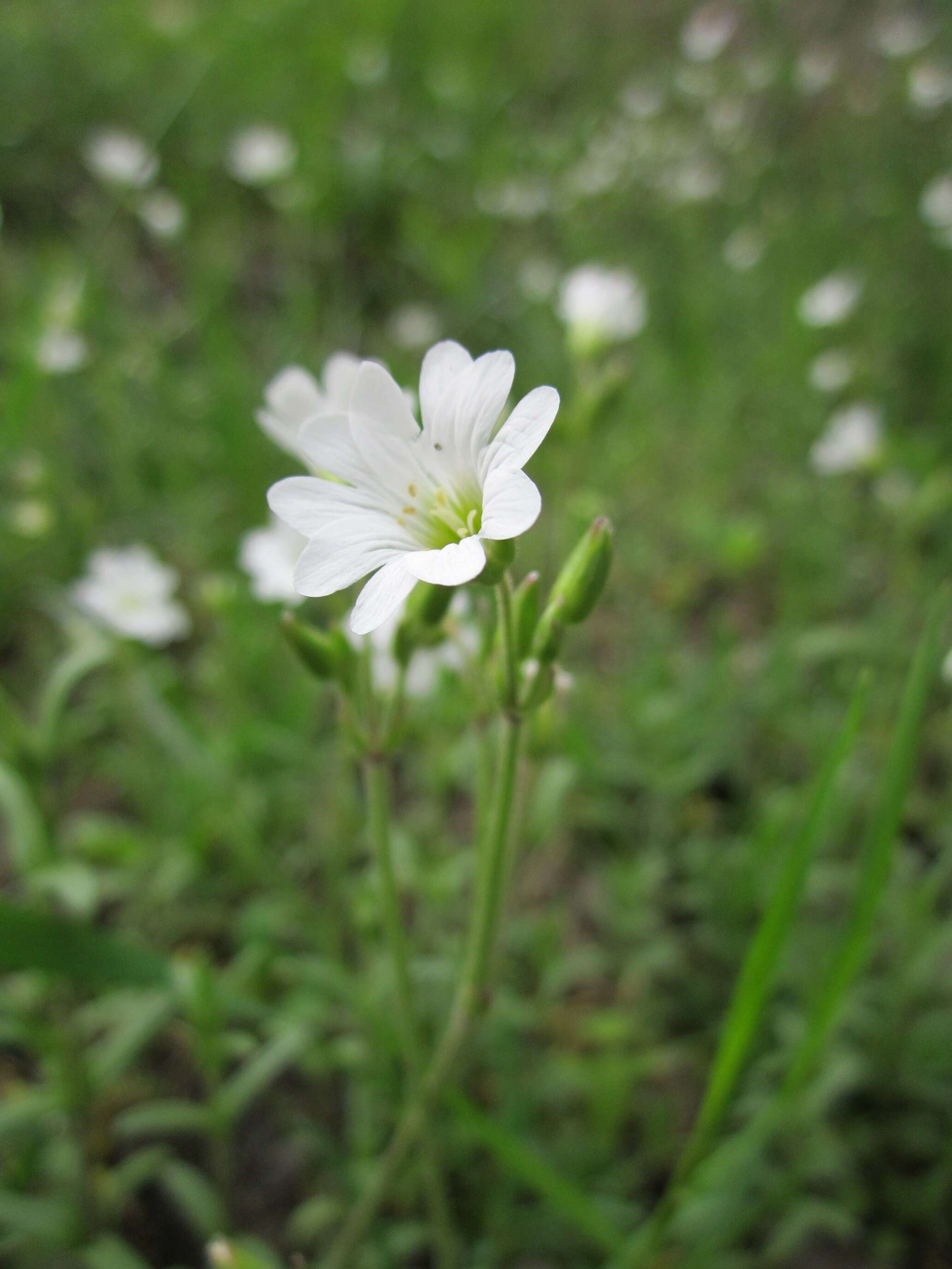 Image of field chickweed