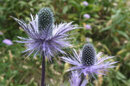 Eryngium alpinum L. resmi