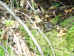 Image of Common Toad