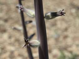 Image of thickstem wild cabbage