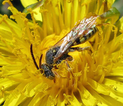 Слика од Nomada luteoloides Robertson 1895