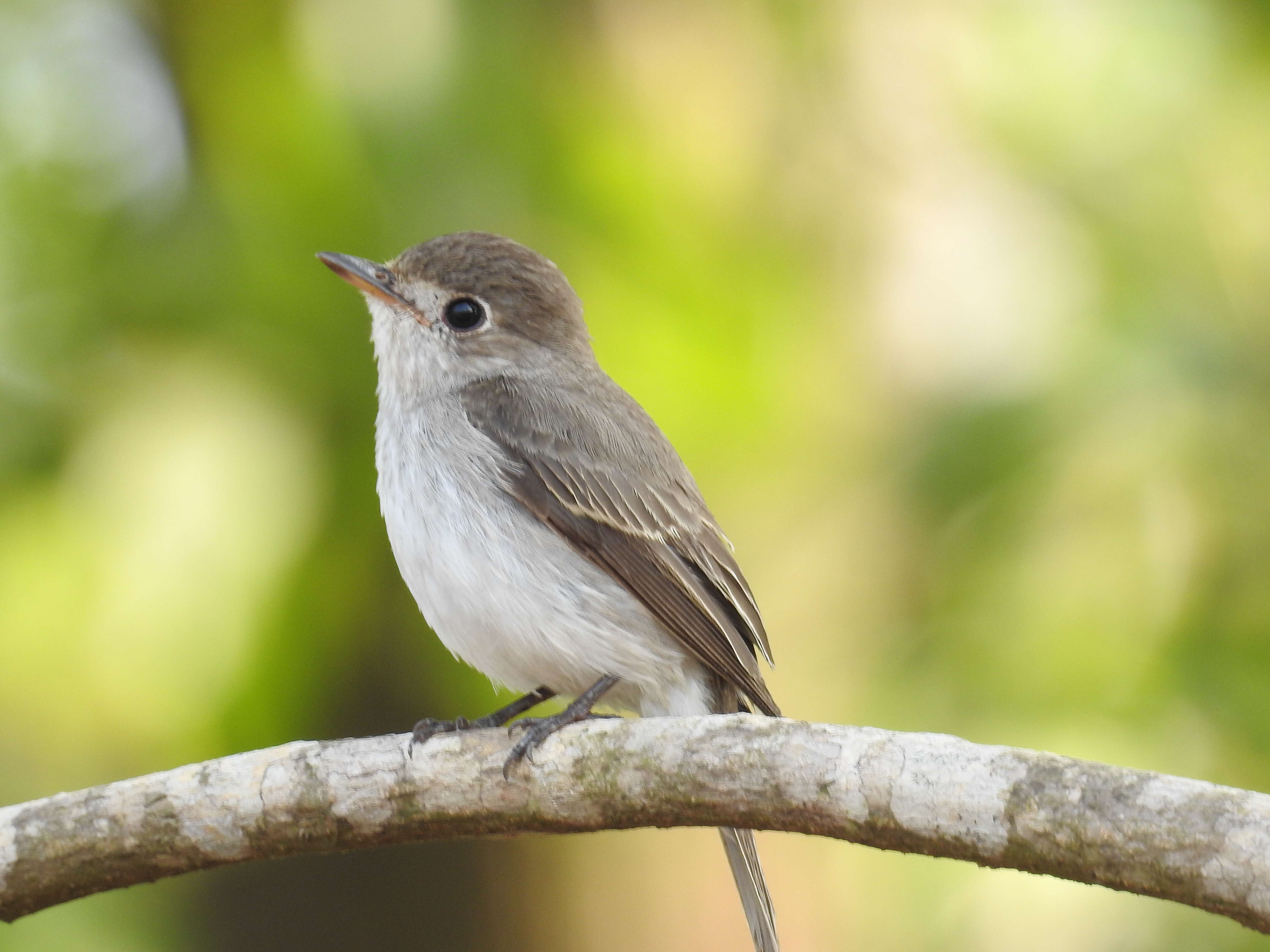 صورة Muscicapa dauurica Pallas 1811