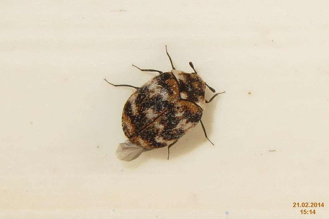 Image of Sacramento Anthicid Beetle