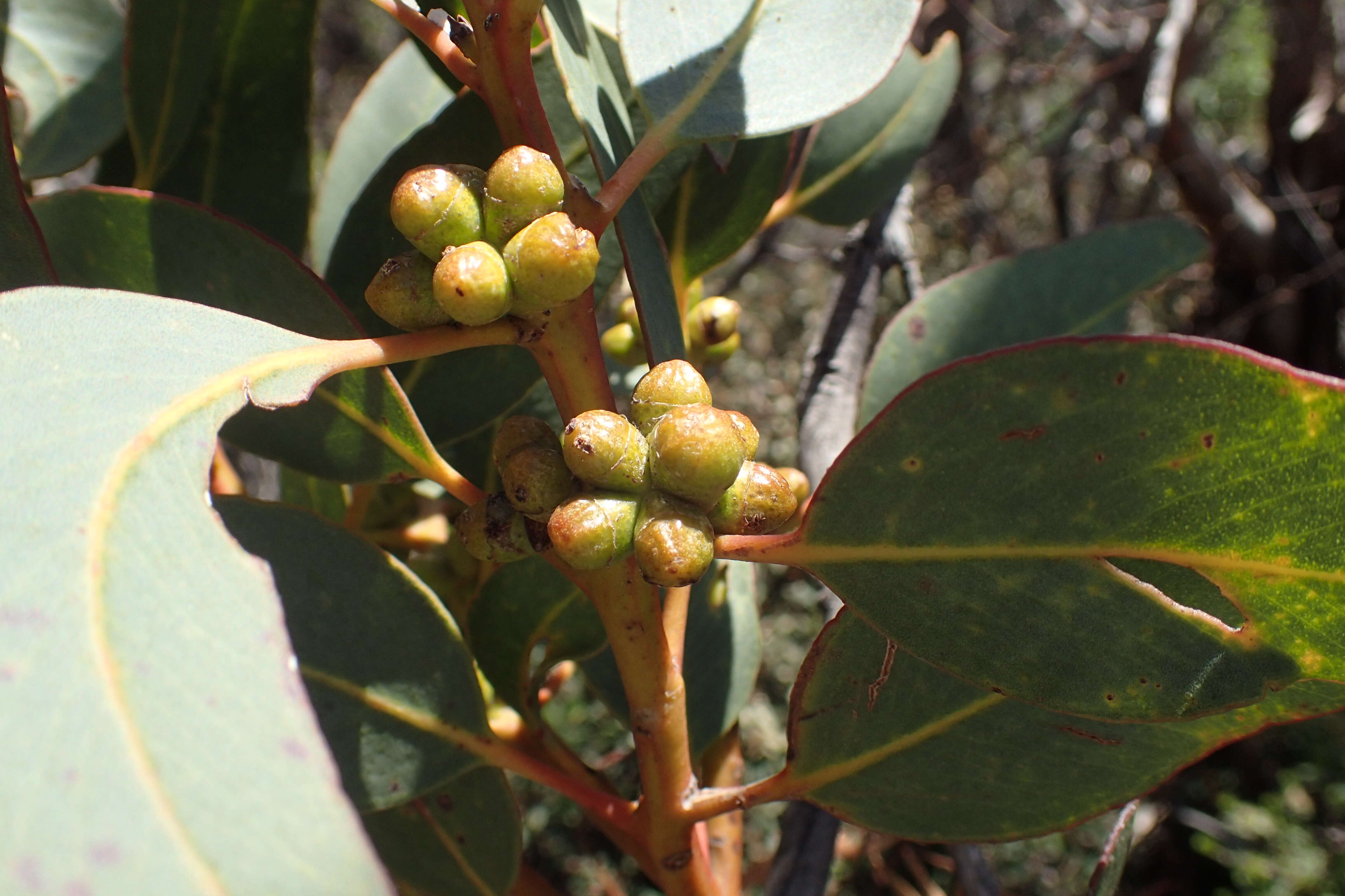 Image of Eucalyptus conglobata (Benth.) Maiden