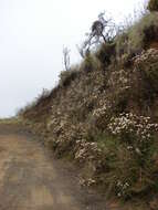 Image of sticky snakeroot