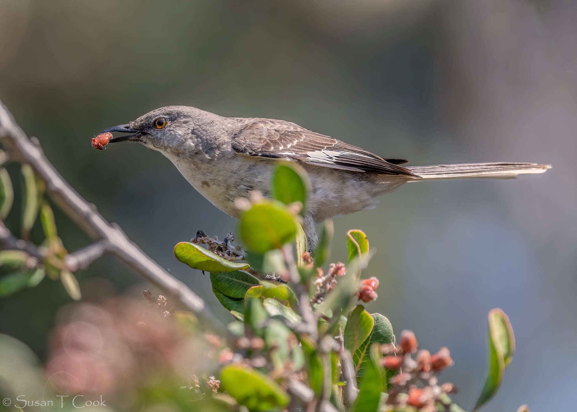 Image of Northern Mockingbird