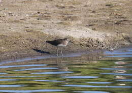 Image of Green Sandpiper