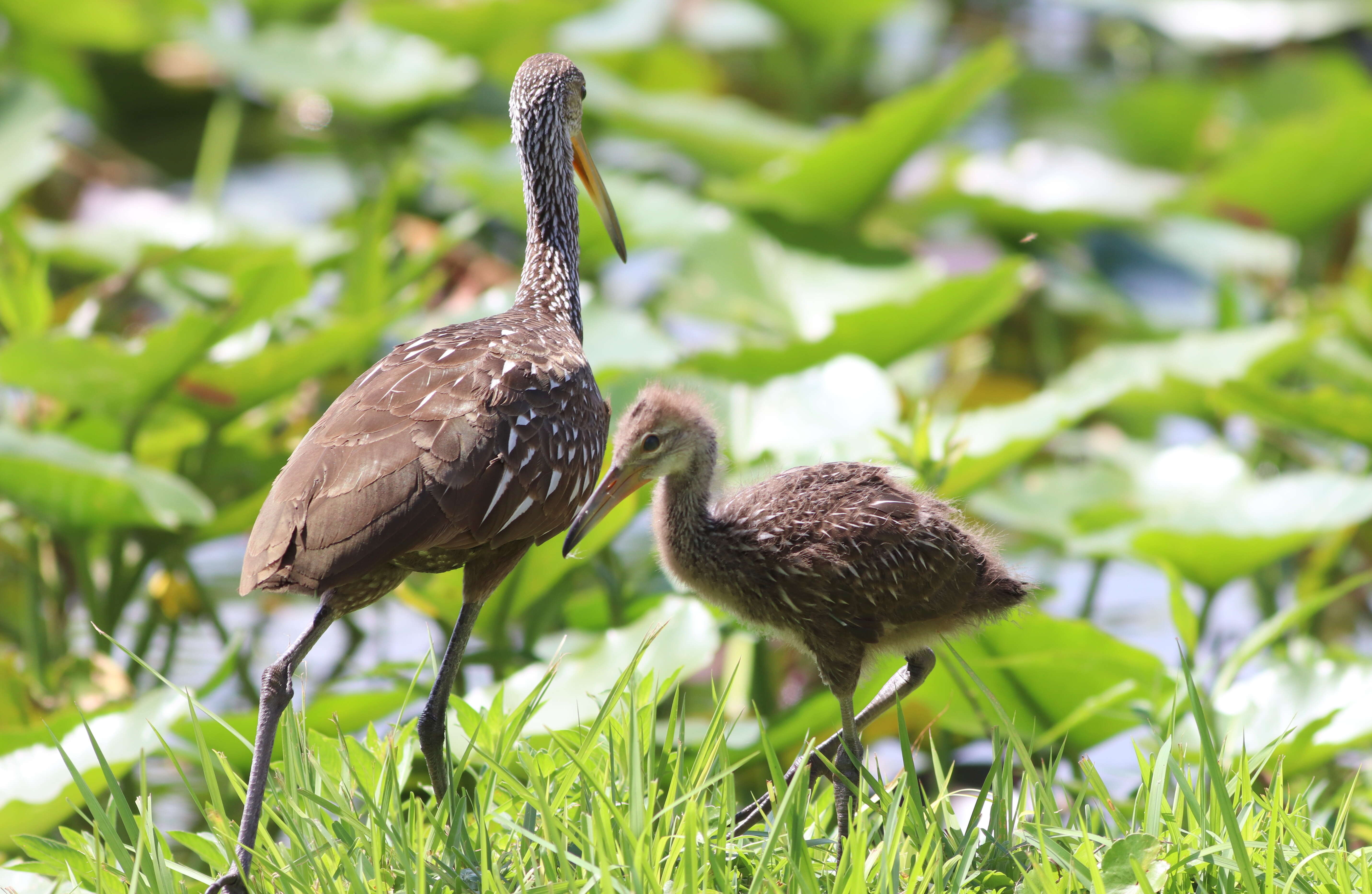 Image of limpkins