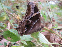 Image of Bamboo Tree Brown