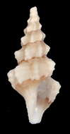 Image of Carinodrillia buccooensis Nowell-Usticke 1971