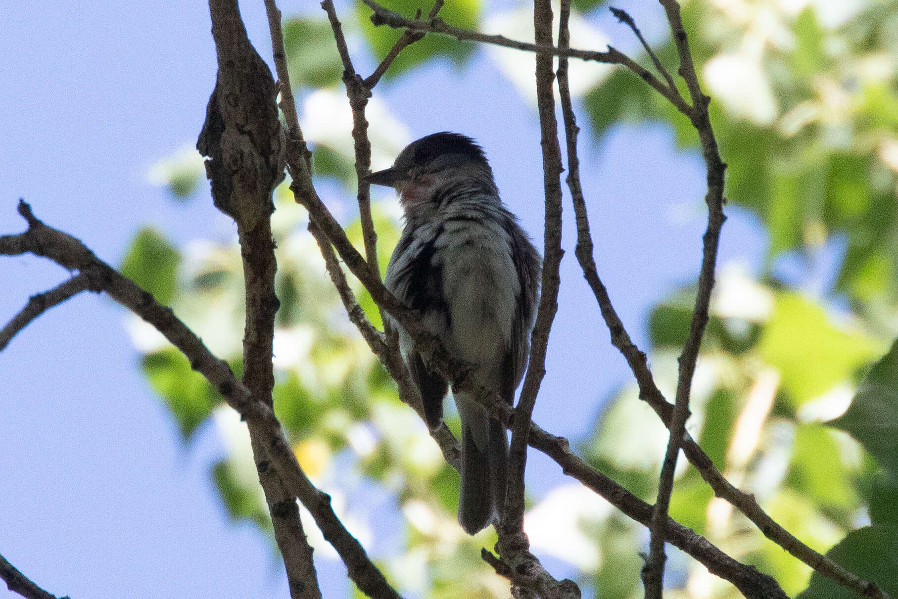 Pachyramphus aglaiae (Lafresnaye 1839) resmi