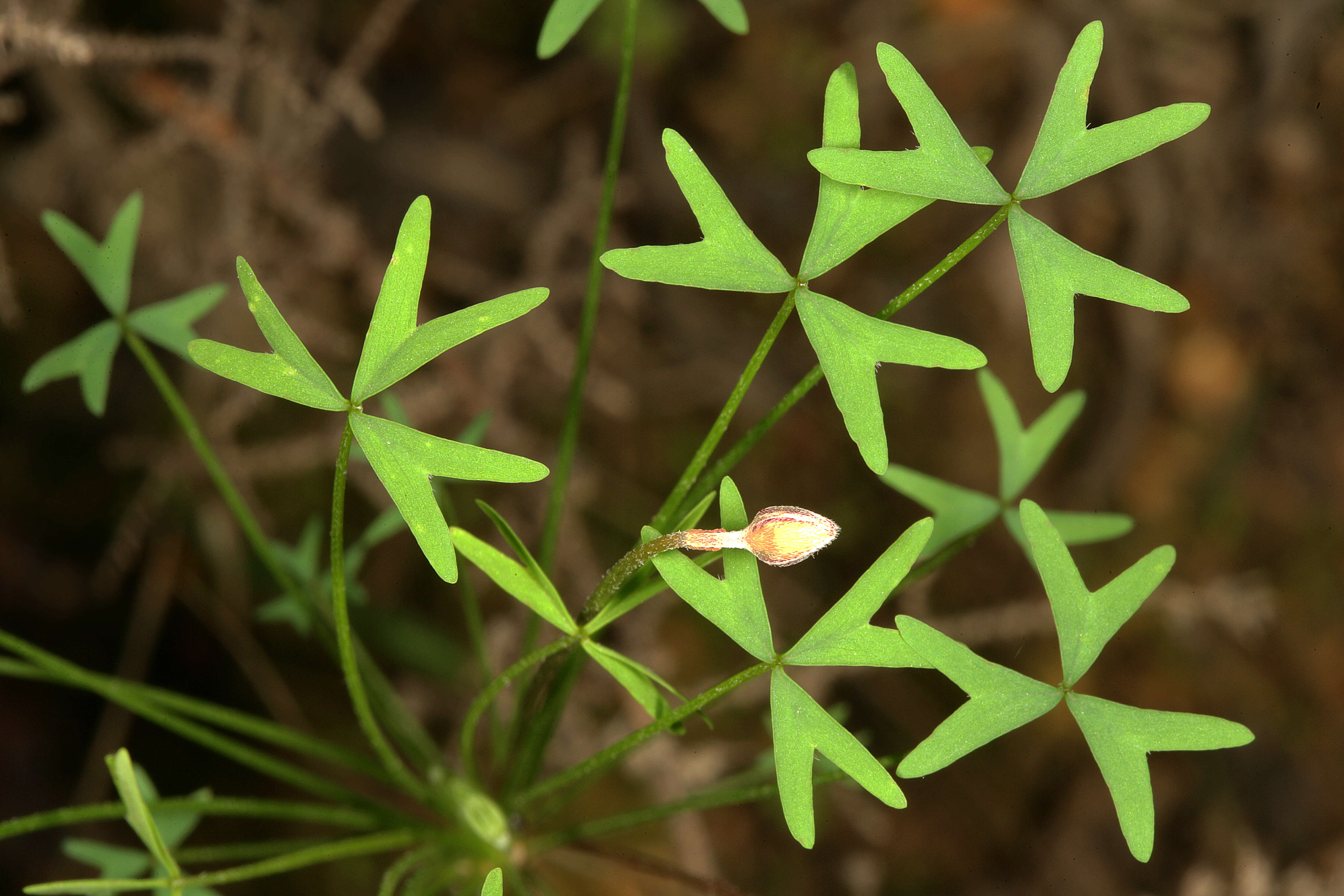 Imagem de Oxalis bifida Thunb.