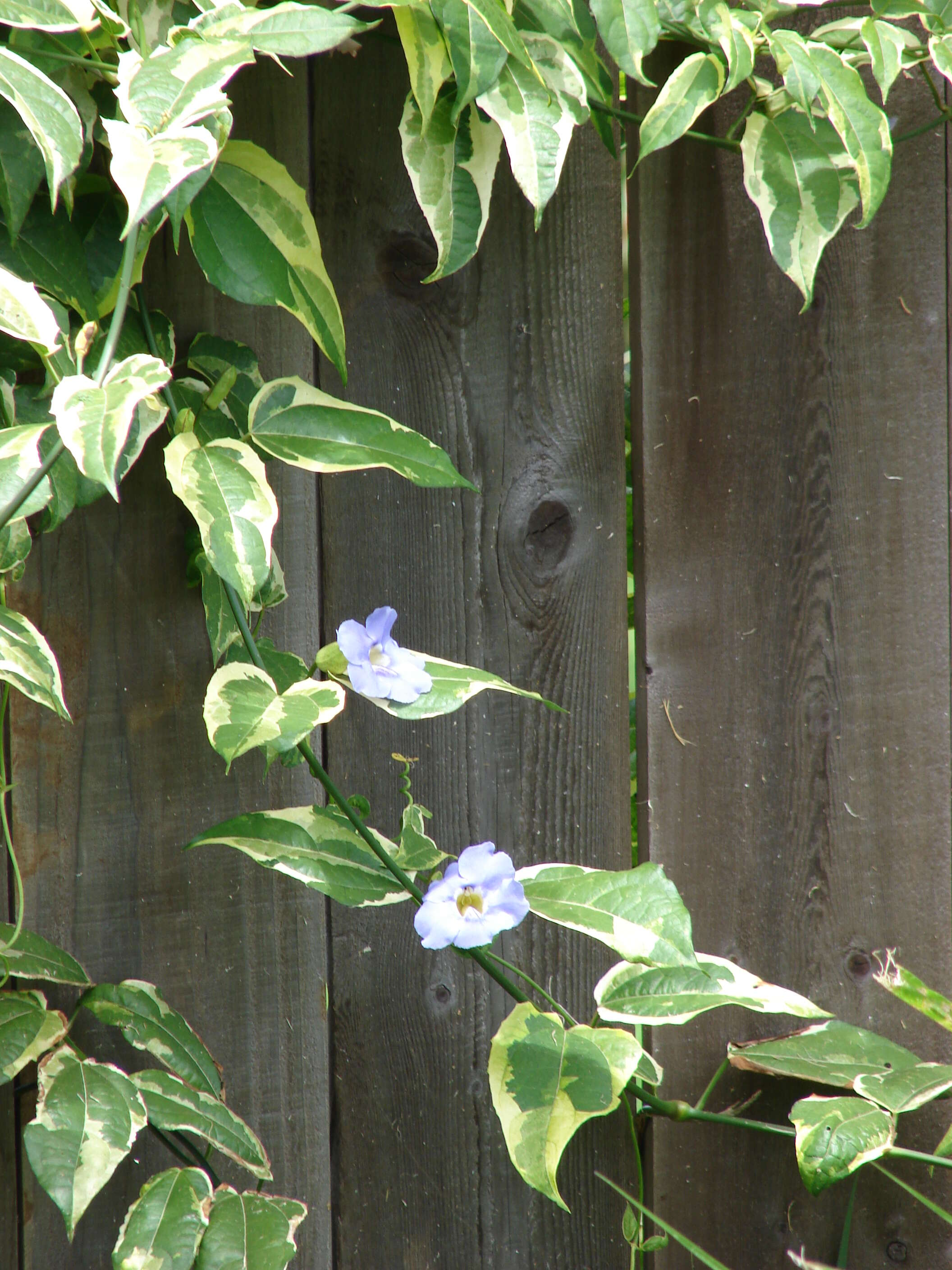 Image of laurel clockvine