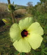 Imagem de Hibiscus diversifolius Jacq.