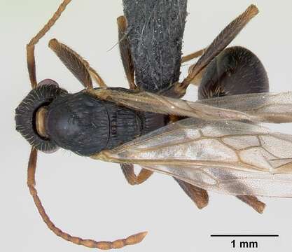 Image of Myrmica sulcinodis Nylander 1846