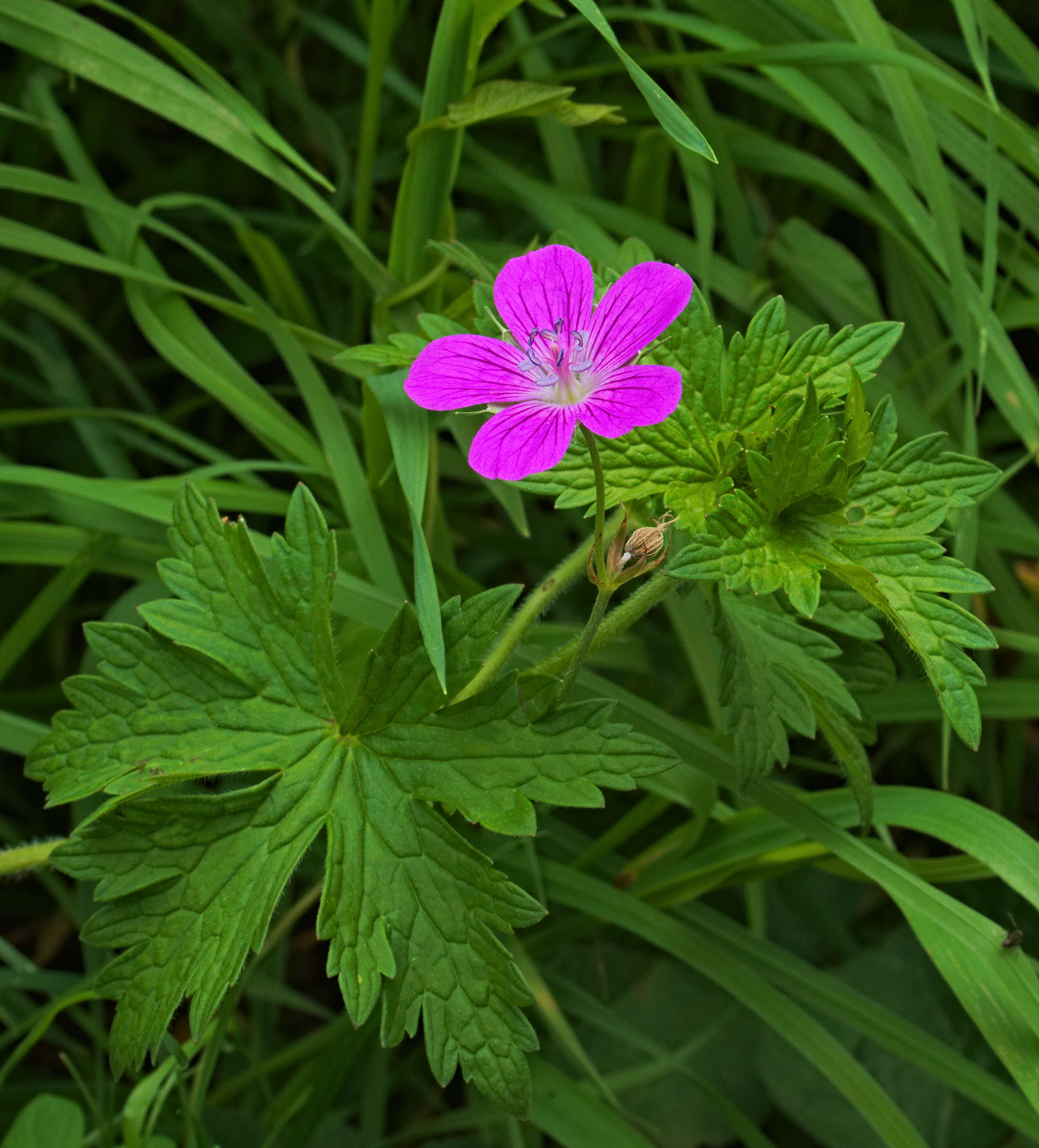 Imagem de Geranium palustre L.